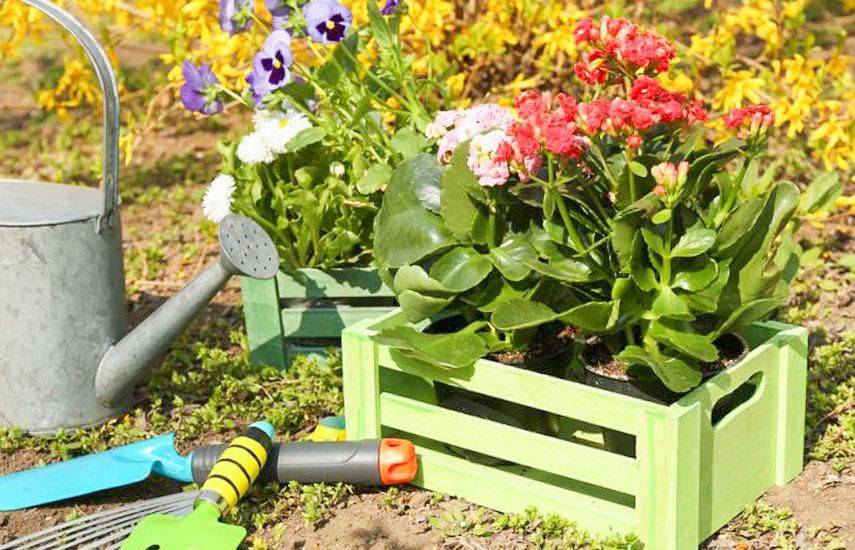 Sezon działkowy: wysiew nasion na rozsadę